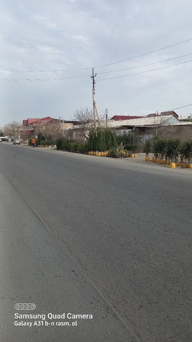 Archa va har xil turdagi gullar