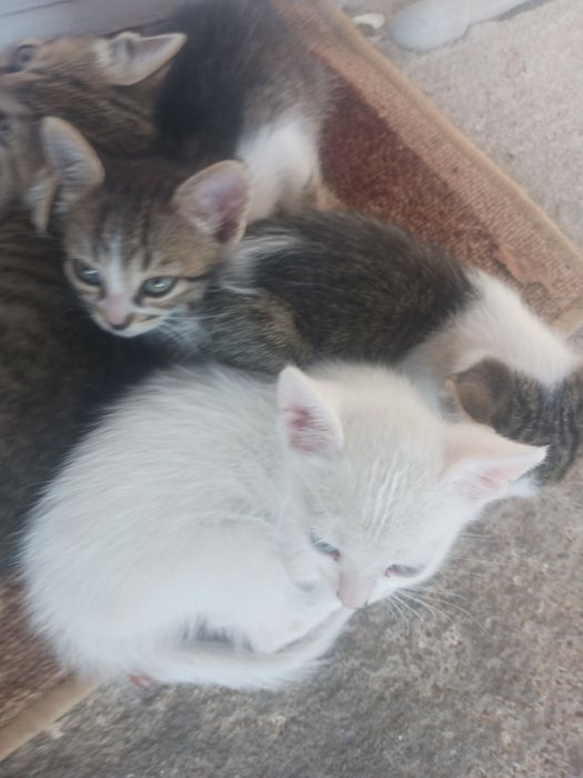 Малки красиви котенца