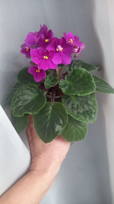 Фиалка промышленный сорт.