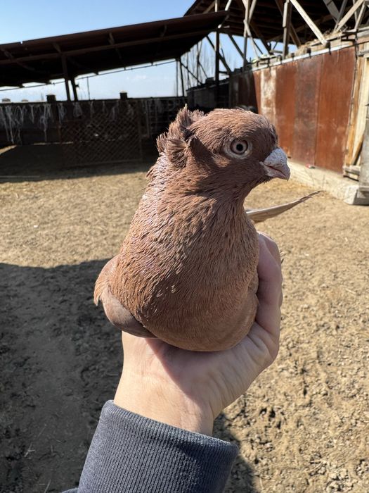 Продам двухчубых голубей