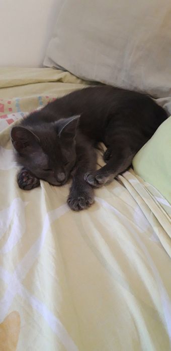 Подарявам коте на 2 -3месеца