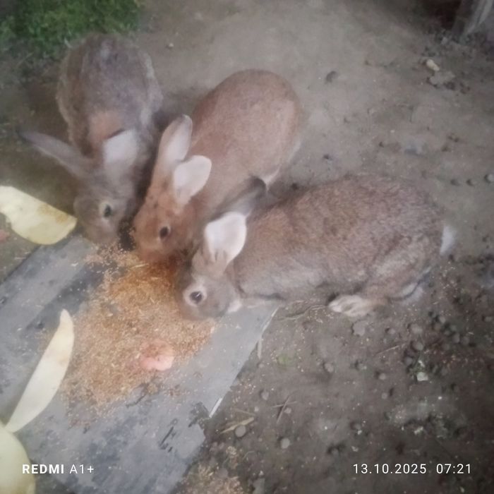 Куйонлар сотилади