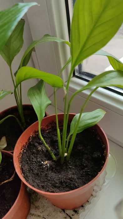 Ктенанта, Калитея, спатифиллум.