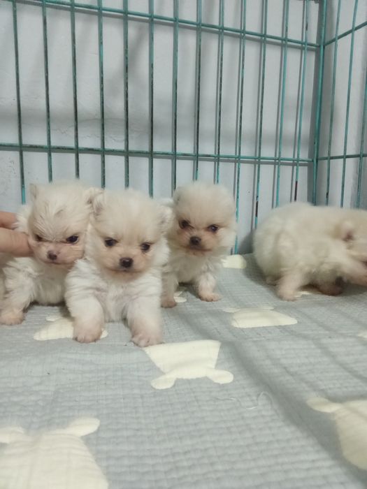 Щенки шпица мини