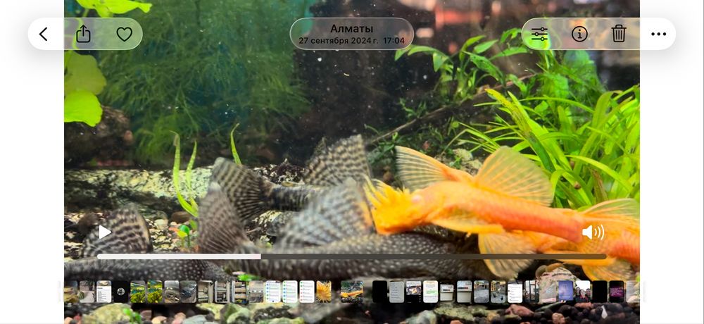 Сомики Анцитрусы