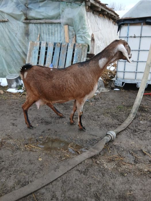 Vând doi țăpișori și o ieduță Rasa Anglo Nubiana,în vârstă de o lună