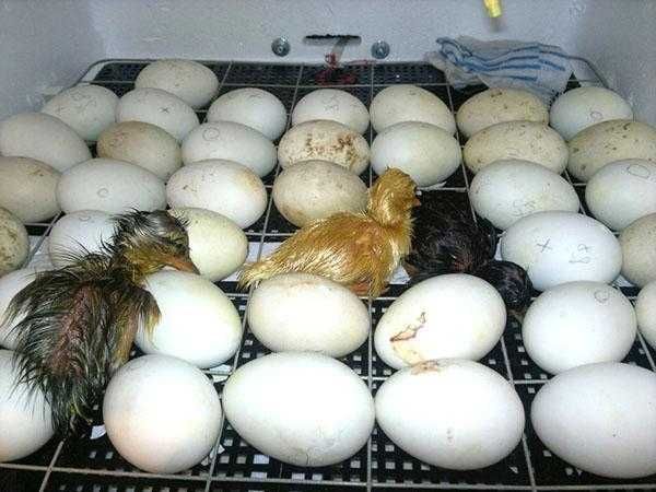 Яйца утиные. Порода Фаворит.