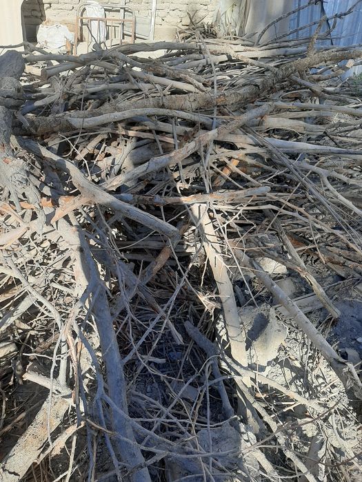 Arzon Ötinlar sotiladi.