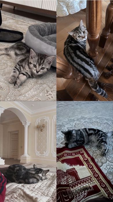 Шотланский кошка бесплатно
