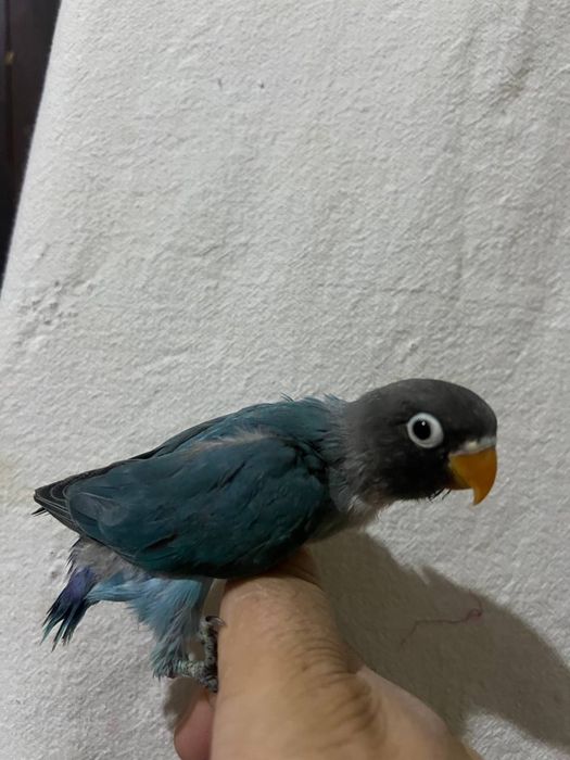 Papugay maska ruchnoy sotiladi