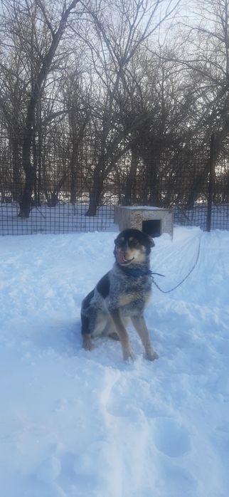 Отдам собаку бесплатно, девочка.