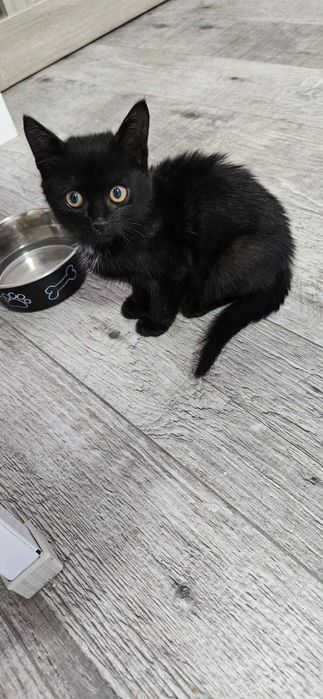 Отдам кошку в хорошие руки