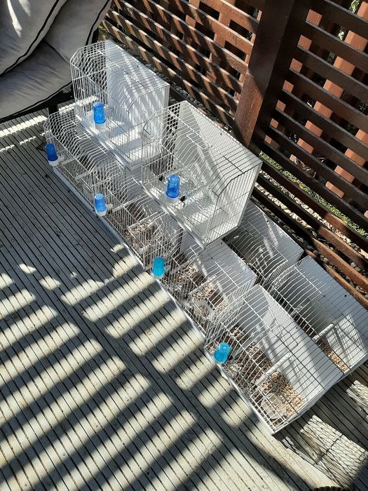 Colivii canari , indigene