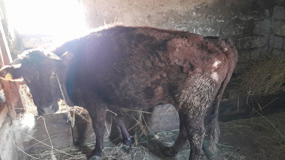 Союға Сиыр сатылады