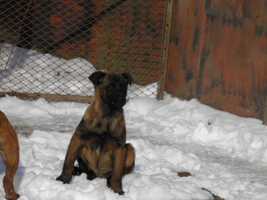 Белгийска овчарка малиноа