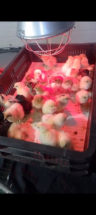 Pui de găina metiș