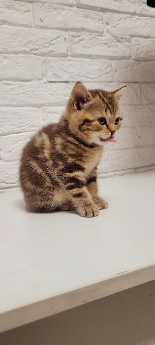 Продается котенок.Девочка шотландка