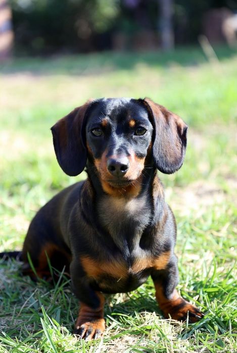 ПорОдиСтыЕ соБаЧки в приюте