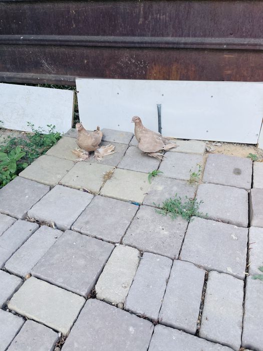 голуби  нават молодые