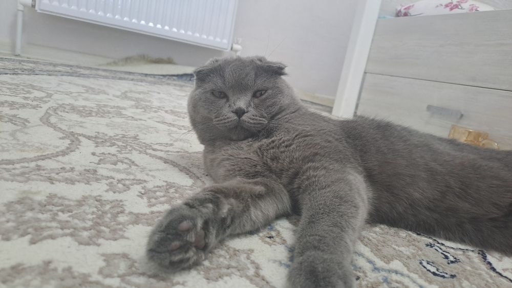 Очаровательный британский вислоухий кот ищет новый дом