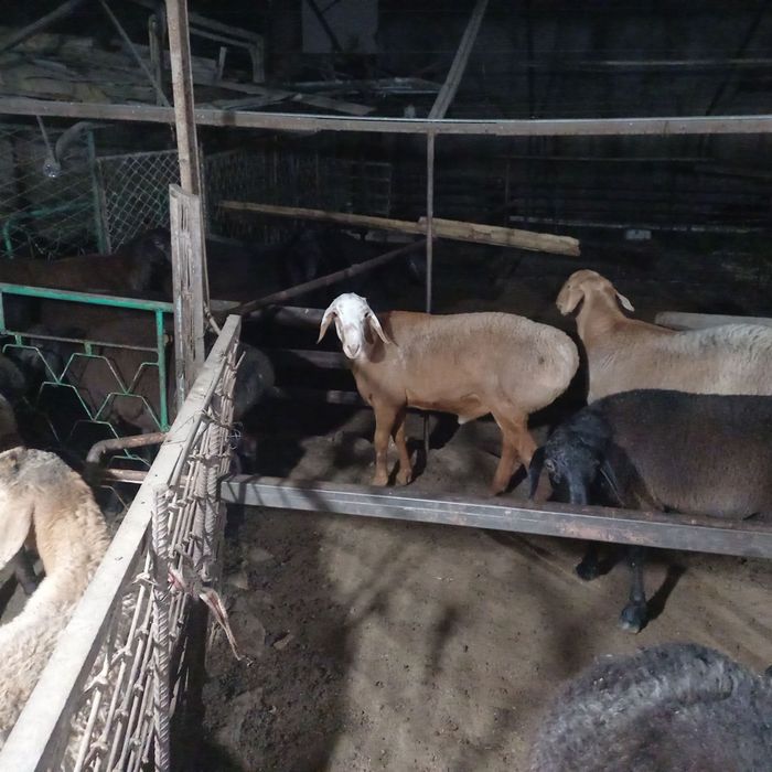 Soglom Qoy va qochqorlar