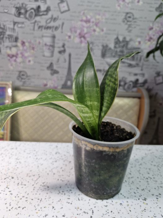 Продам женское счастье. Эухарис.