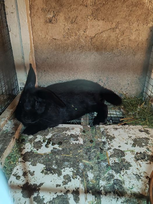 Продам кроликов.