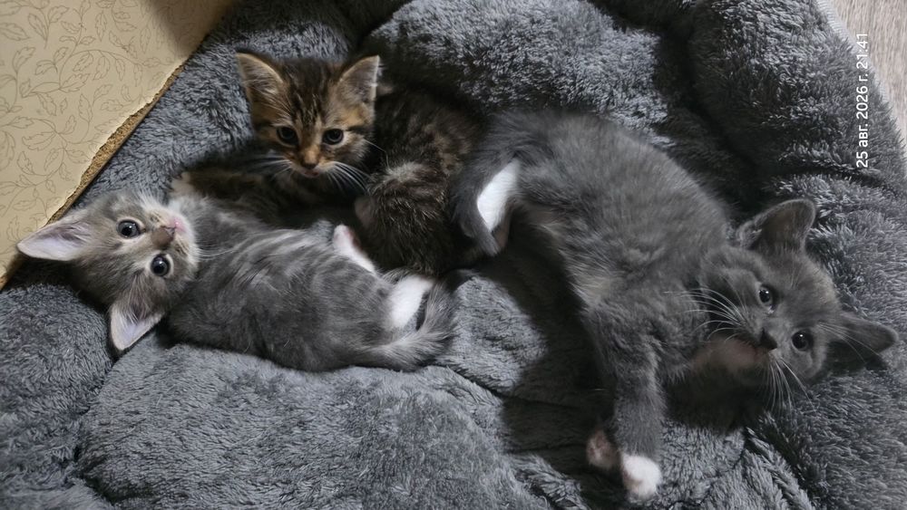 Отдам котят - 2 девочки, 1 мальчик