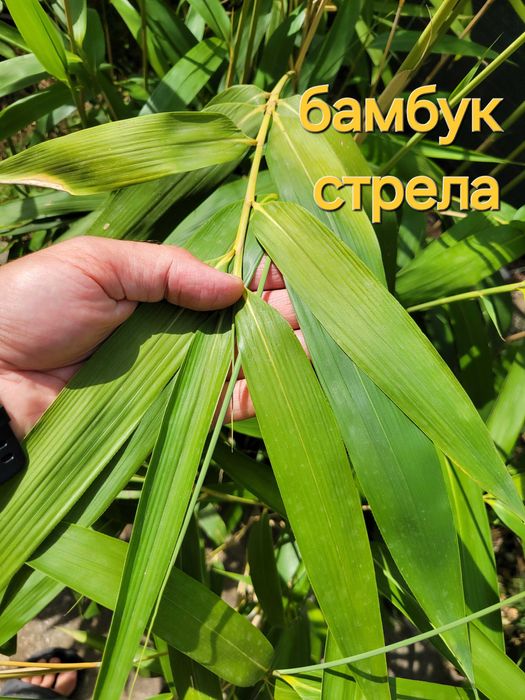 Бамбук студеноустойчиви видове в София