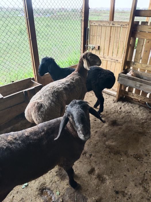 Кошкарлар 1жас 2 айлык