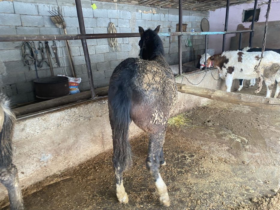 1жасар тай еркек