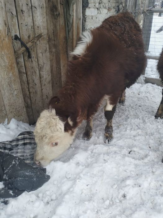 Продаются бычки 1 год