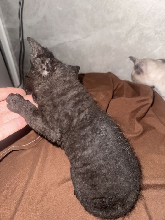 осталось свободными 3 котенка