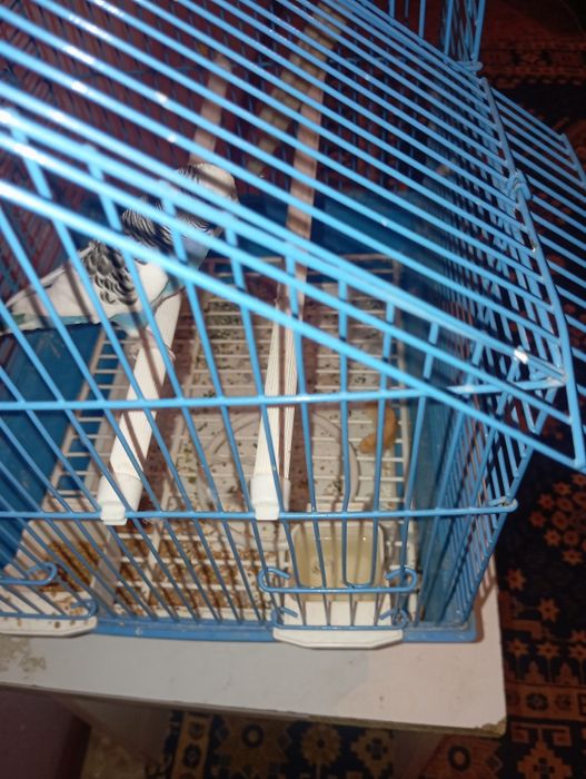 Попугай прадоется 54000