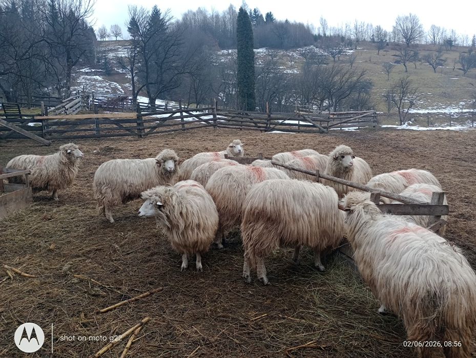 Șapte oi de vânzare și un berbec