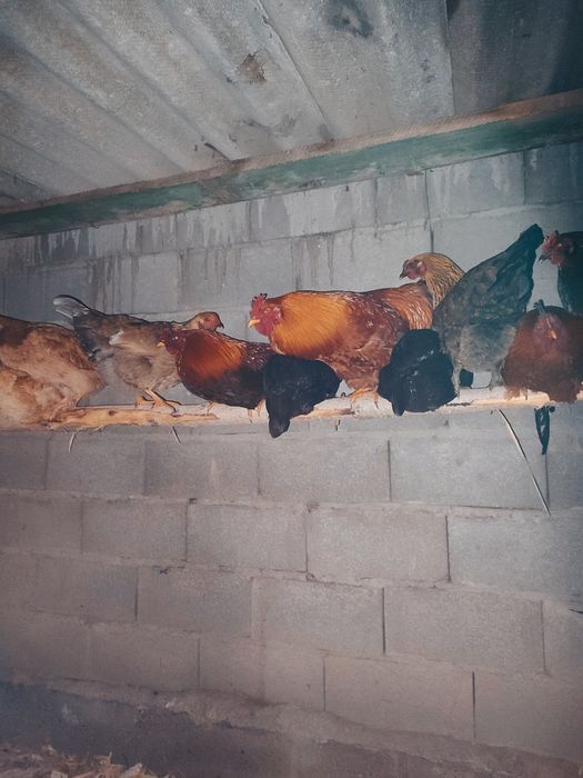 Жерлік қораздар сатылады