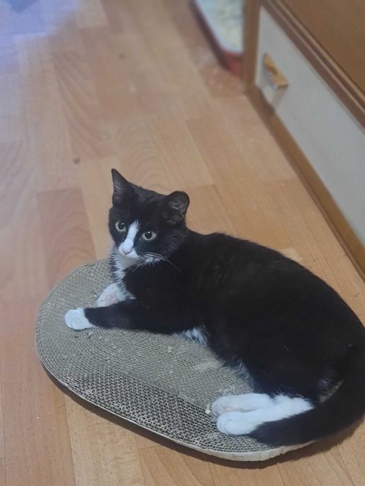 Котенок в добрые руки