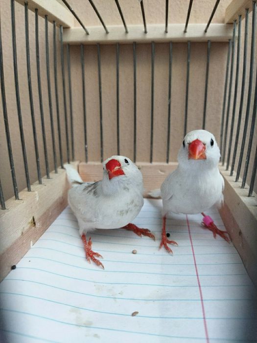 Сотилди Продан Sotildi