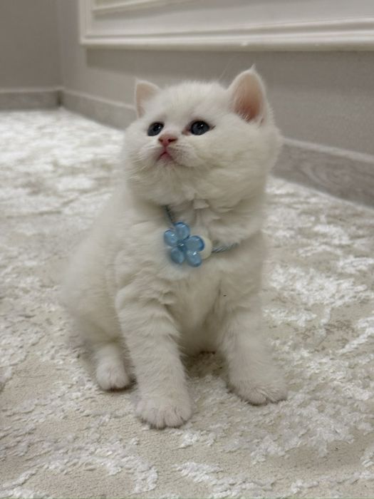 Скоттиш-страйт ищет заботливых хозяев