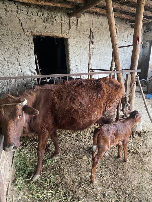 Ona bola sigir sotiladi yaxshi narxda