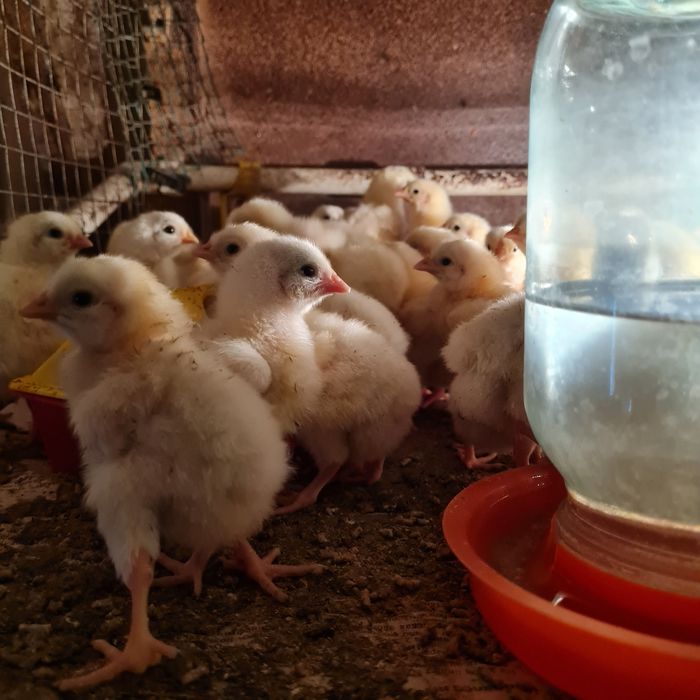 Цыплята бройлеры