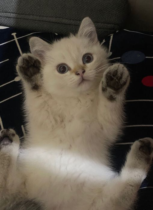 ПРОДАМ котенка Blue-point