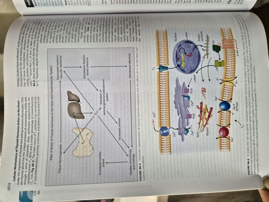 Учебник по Кардиология