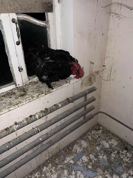 Qora Shaxzoda qoʻrozlari sotiladi 3 TA qoldi