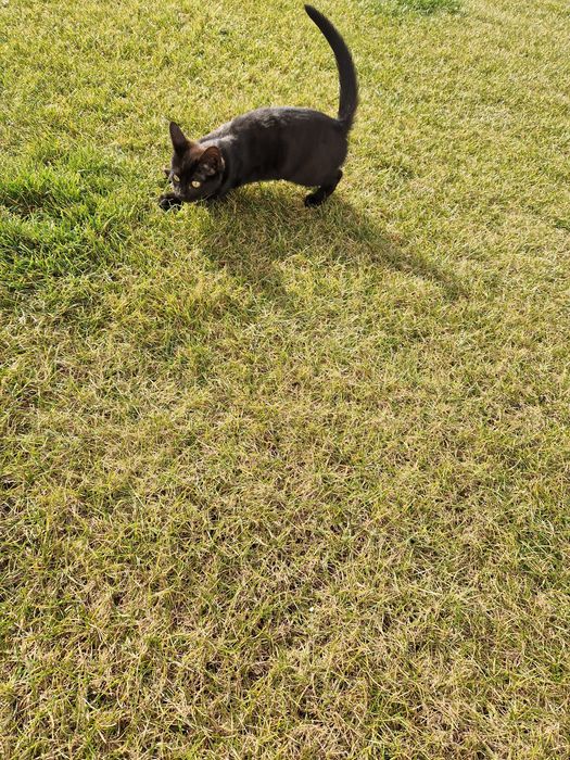 Donez 2 pisicute 6 luni