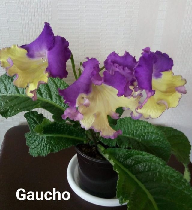 Стрептокарпус детки