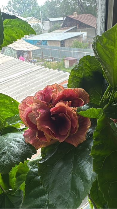 Продам сортовой гибискус