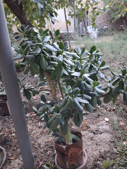 Продаются цветы денежное дерево по 200-300тысяч сум