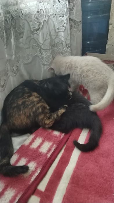 Отдам котята очень красивые