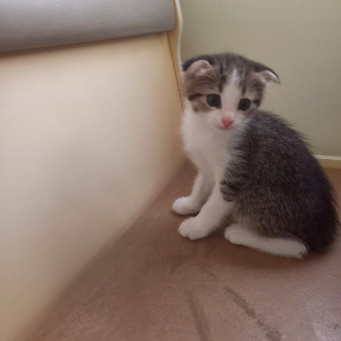 Вислоухий котёнок мальчик 1,5 мес